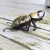 Eastern Hercules beetle