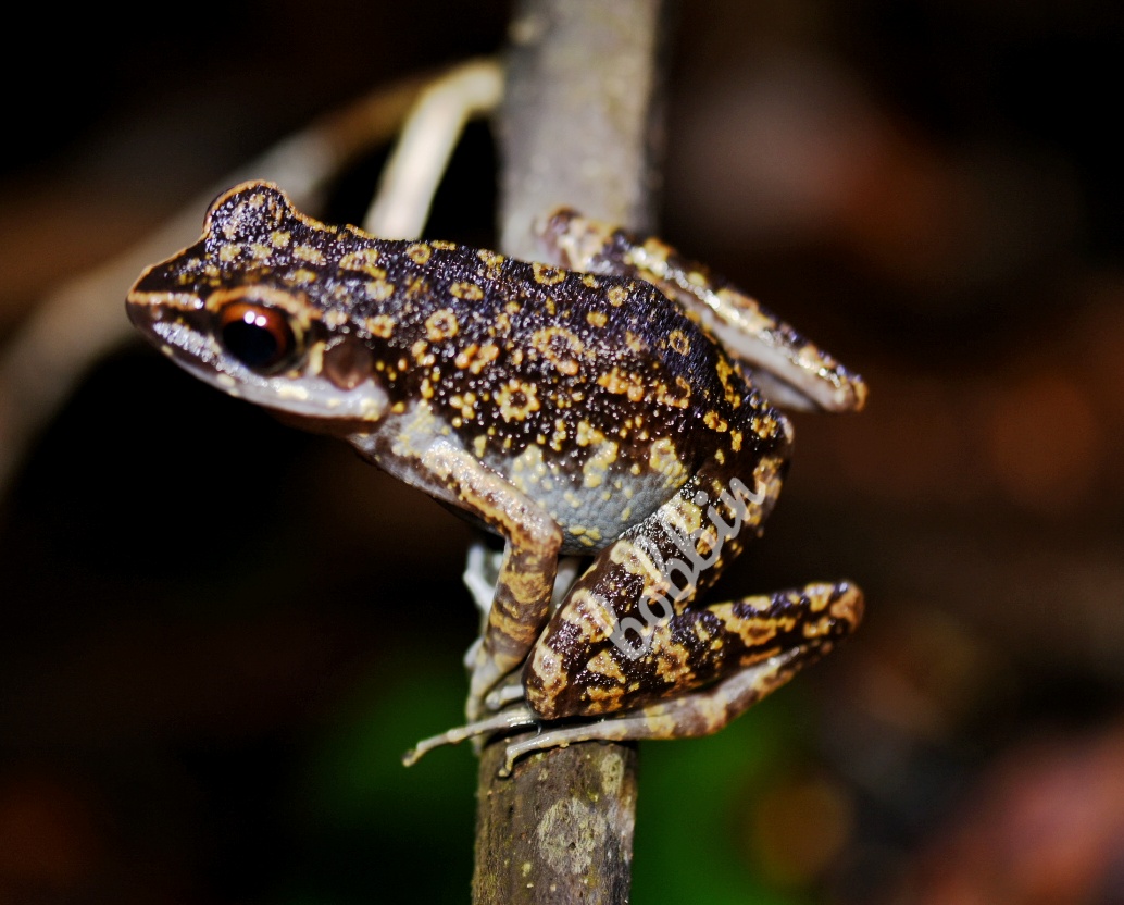 Spotted stream frog