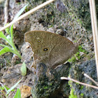 Common Evening Brown