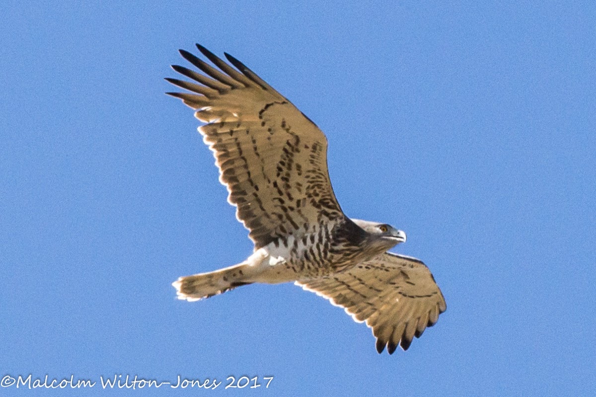 Short-toed Snake Eagle; Aguila Culebrera