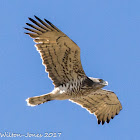 Short-toed Snake Eagle; Aguila Culebrera