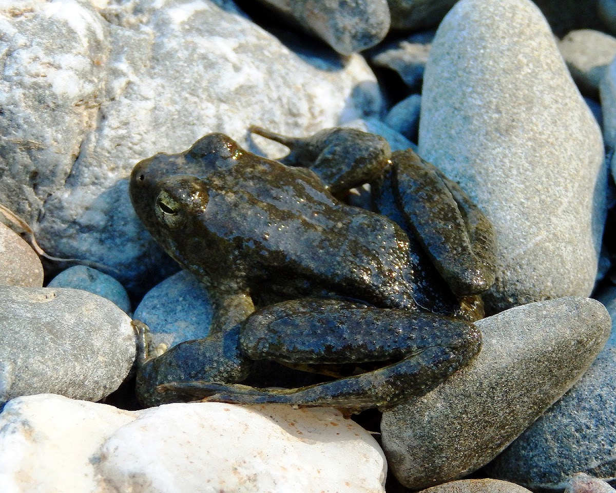 Cascades Frog