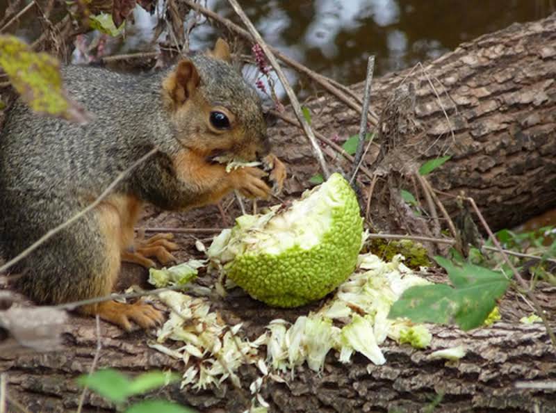 Osage Oranges