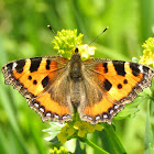 Small Tortoiseshell