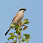 Red-backed Shrike