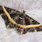 Geometer Moth