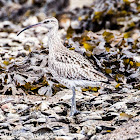 Whimbrel