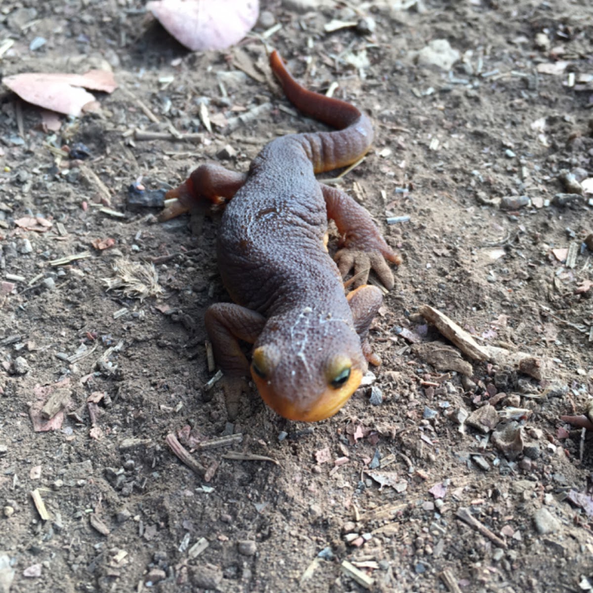 California Newt