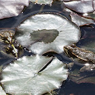 Iberian Water Frog; Rana Perezi