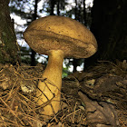 Bolete