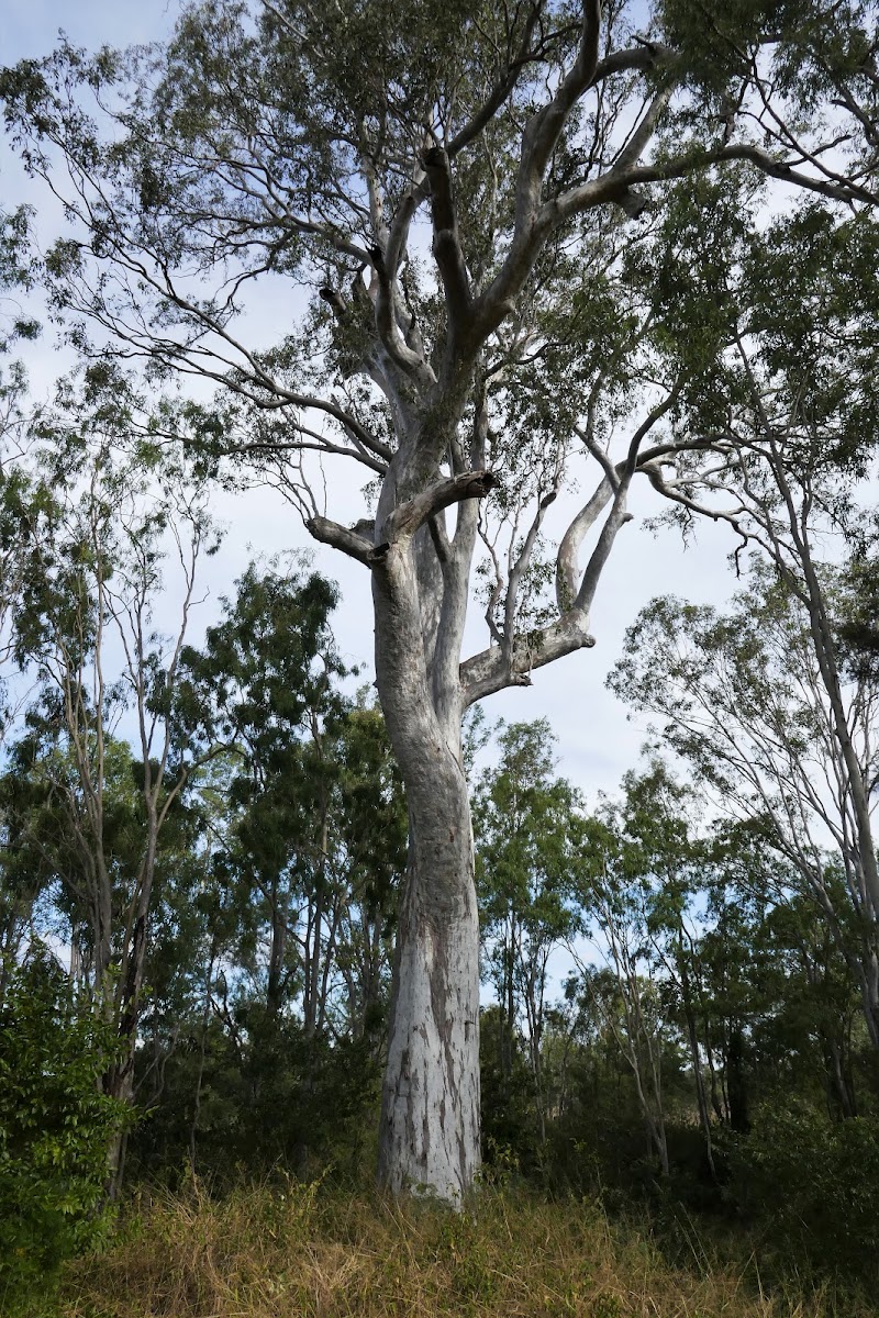 Old Forest Red Gum (c.1550)