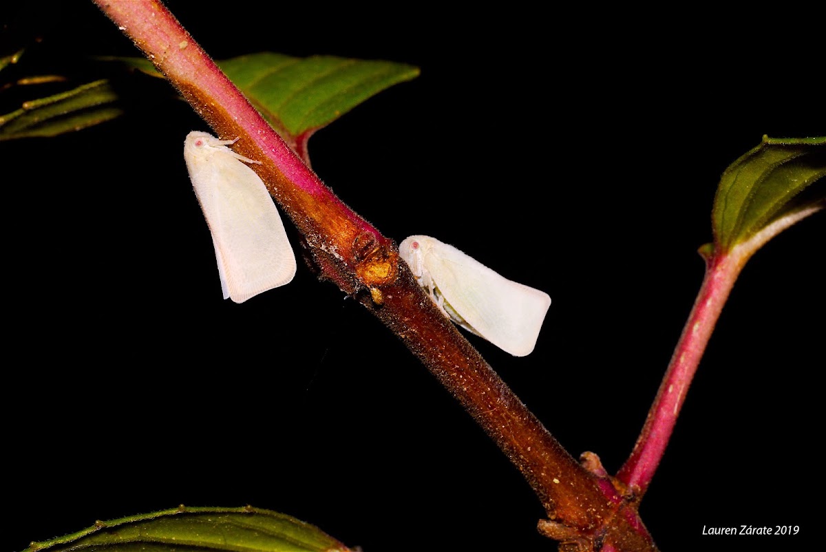 Flatid Planthoppers