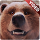 Download Cute Bear Video Live Wallpaper For PC Windows and Mac 1.0