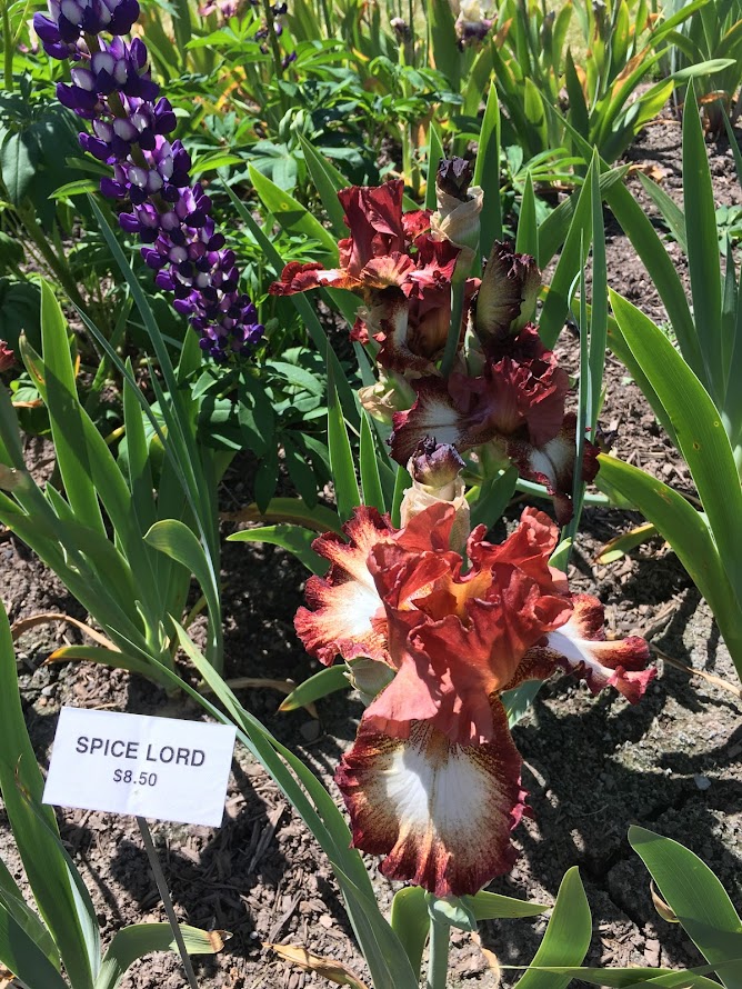 Visiting the Schreiner's Iris Gardens is easy, just an hour south of Portland, and is free - a great option if you are in Portland or Salem during their May bloom season