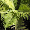 New Zeland Tree Fern