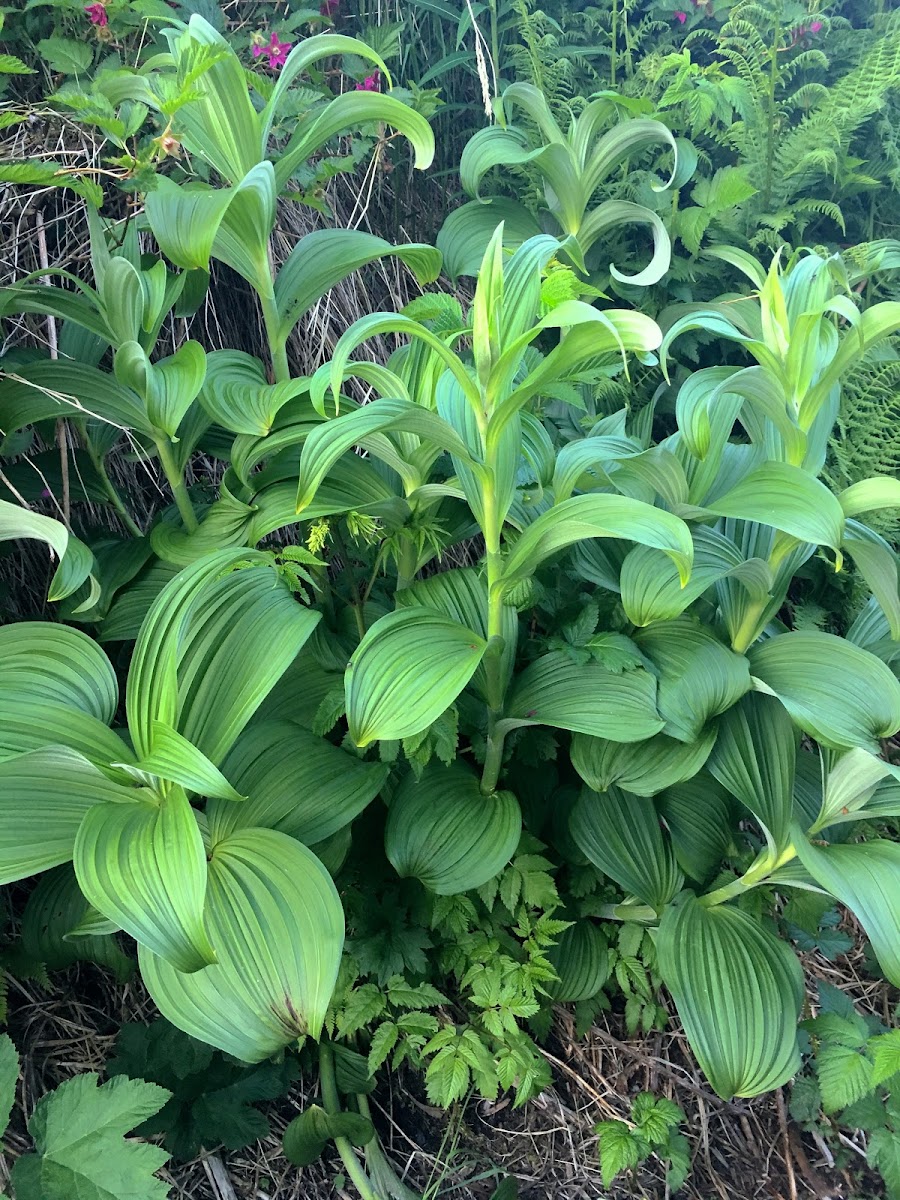 False Hellebore