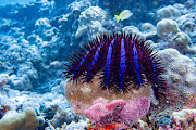 A crown of thorns starfish eating a hard corral.