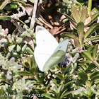 Small White