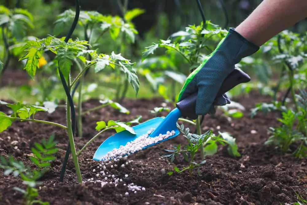 Feed tomatoes with phosphorus and potassium.