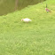 Canada Goose hybrid or leucistic