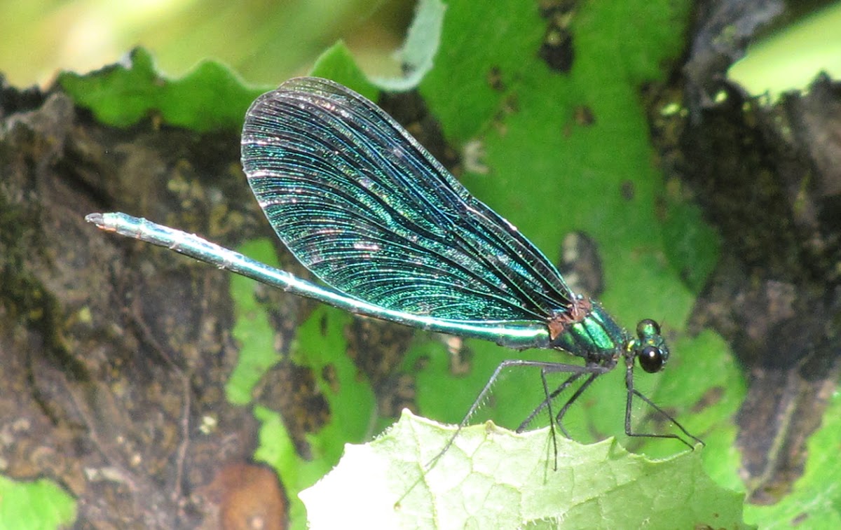 Beautiful Demoiselle