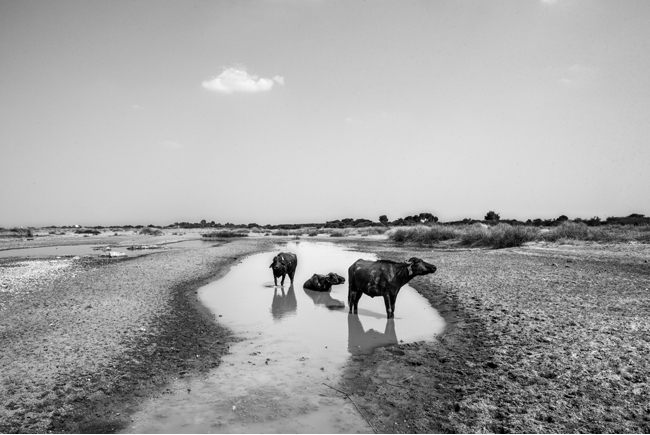 In Photos: How the Water Crisis in Telangana Has Turned Many Residents into Refugees in Their Homeland