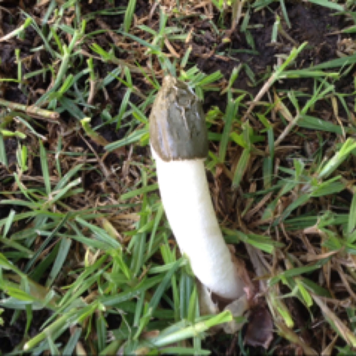 Stinkhorn