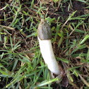 Stinkhorn