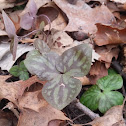 Sharp-lobed Hepatica