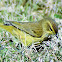 Palm warbler