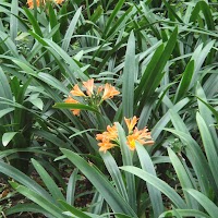 de clivia's bloeien gewoon.