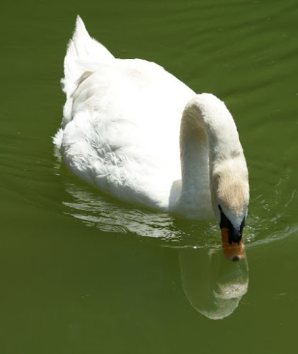 Bacio Nell'Acqua di AlbertoCataldi