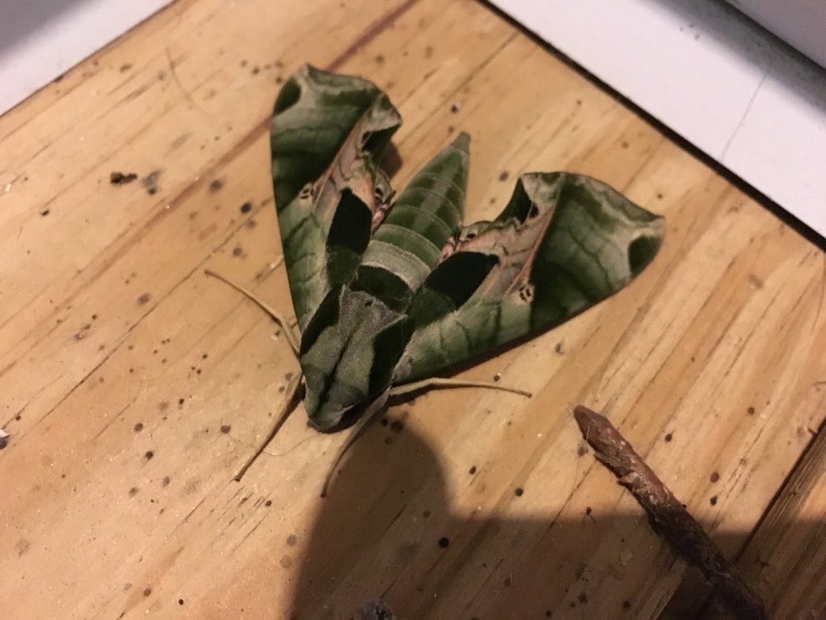 Pandora sphinx moth