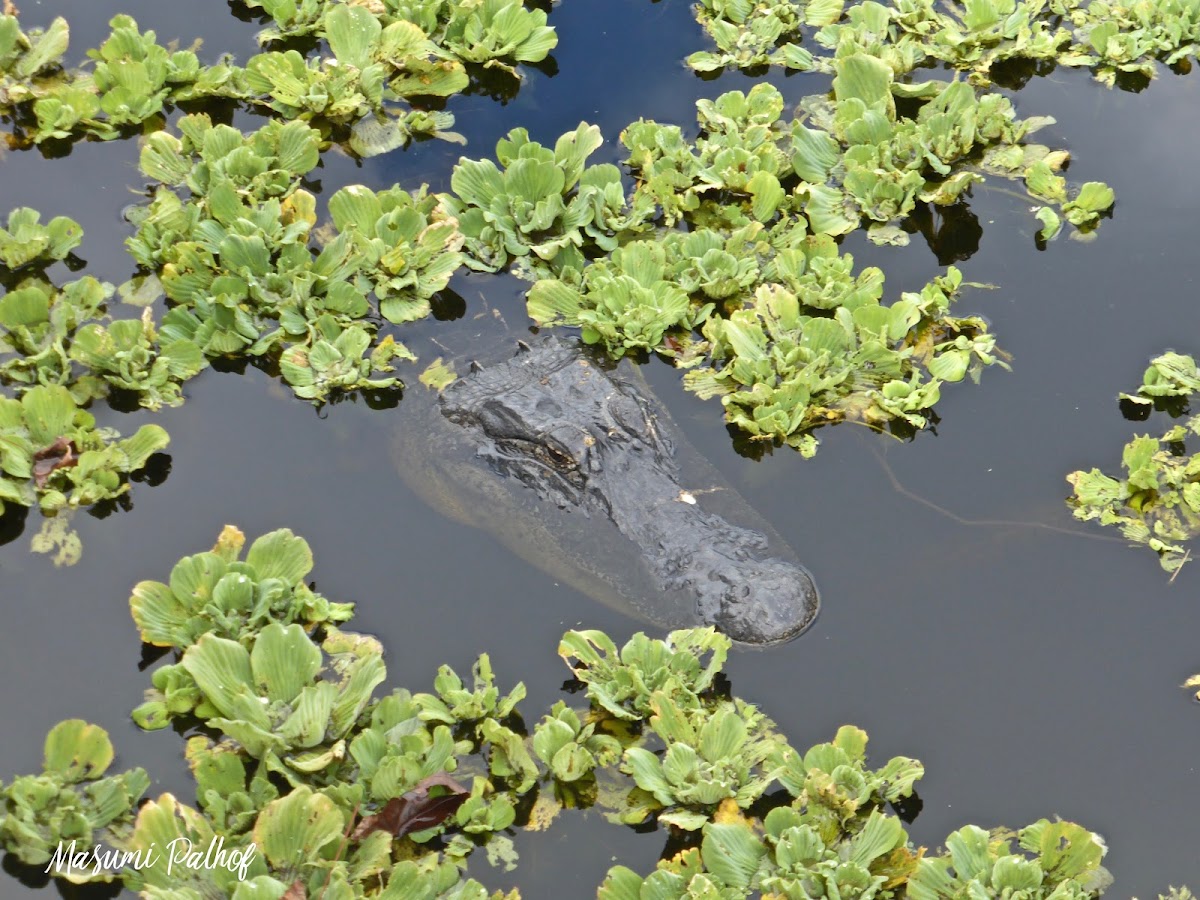 American Alligator