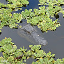 American Alligator