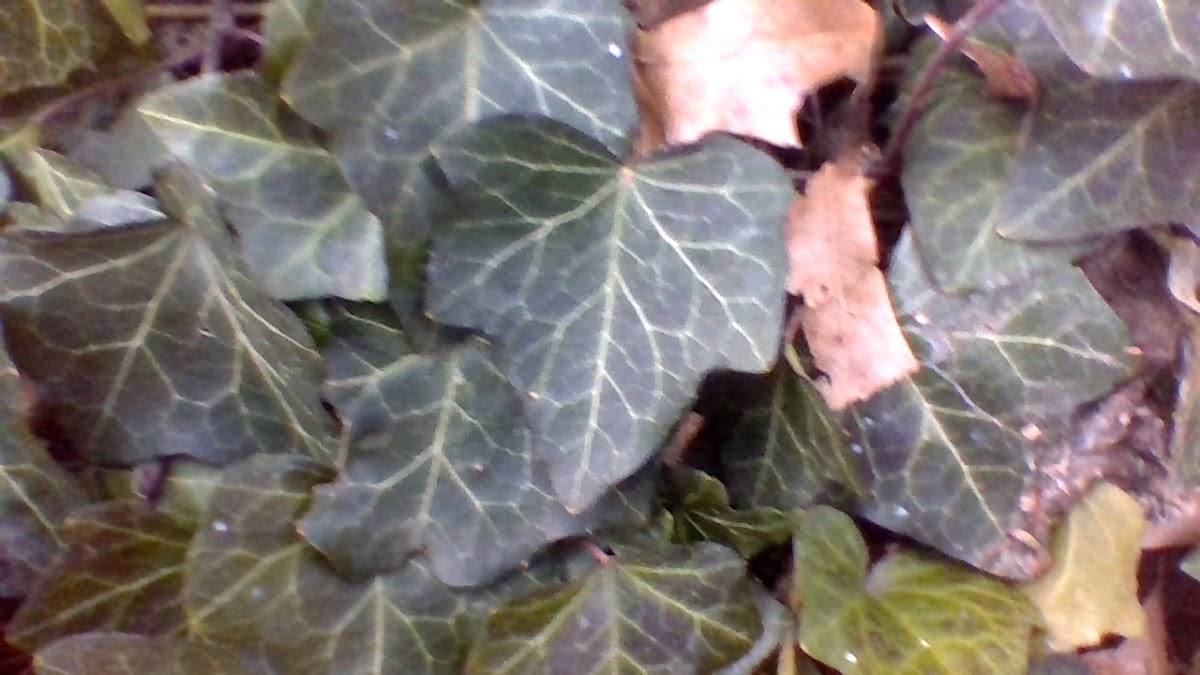 English Ivy