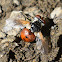 Naked Tachinid Fly