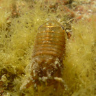 Cochinilla de mar