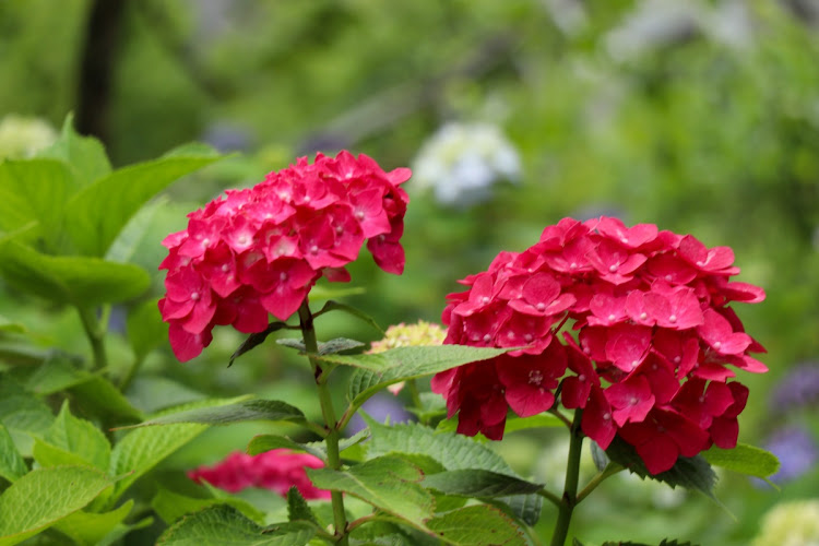 ヴェルファイアの紫陽花・紫陽花の季節・フォトコン🙄・散策に関するカスタム事例の投稿画像7枚目