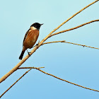 European stonechat