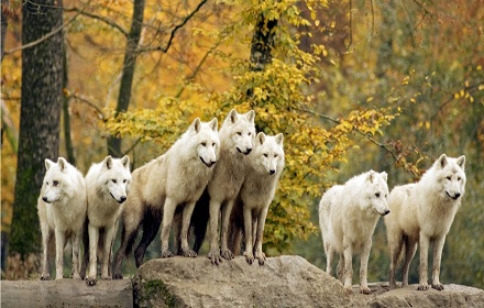 Wolf Pack 1366x768 chrome extension