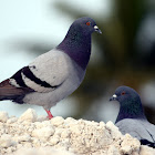 Rock Pigeon