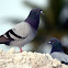 Rock Pigeon