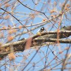 Downy Woodpecker