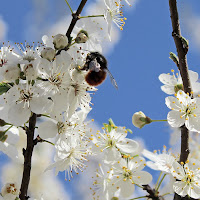 Impollinare di 