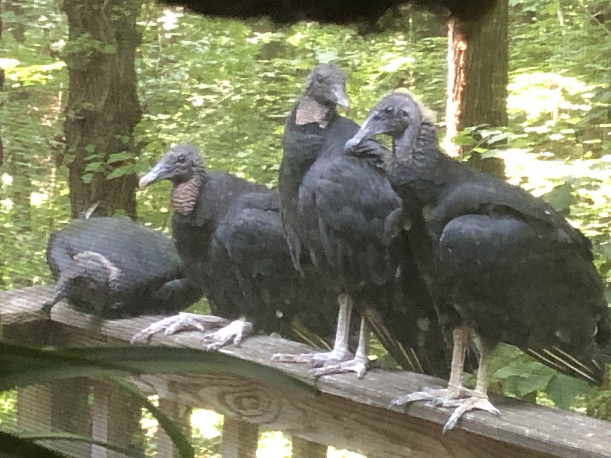 gray vulture