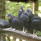 gray vulture