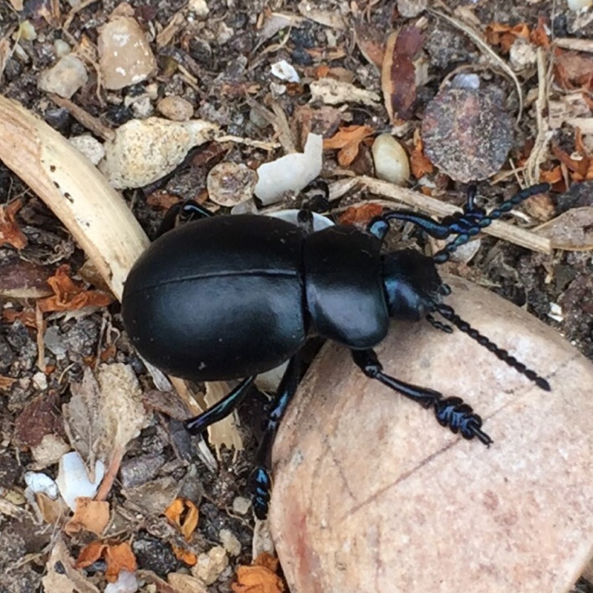 Bloody nosed beetle