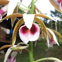 Nun orchid