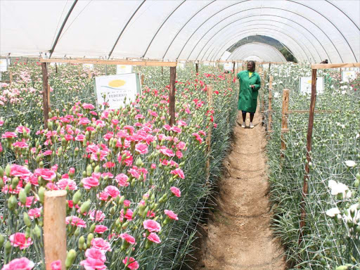 A flower farm worker from Naivasha .